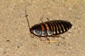 Madagascar hissing cockroach Royalty Free Stock Photo