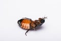 Madagascar hissing cockroach on white background