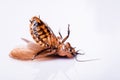 Madagascar hissing cockroach on white background