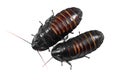 Madagascar hissing cockroaches