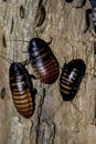 Madagascar hissing cockroaches on tree trunk Royalty Free Stock Photo