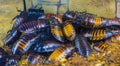 Madagascar hissing cockroaches Royalty Free Stock Photo