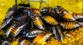 Madagascar hissing cockroaches Royalty Free Stock Photo