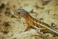 Madagascar iguana Chalarodon madagascariensis