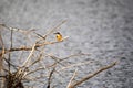 Madagascar Kingfisher, Corythornis vintsioides, on a branch above water, Lake reservation in Ankarana, Madagascar Royalty Free Stock Photo