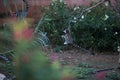 Madagascar lemur playing Royalty Free Stock Photo