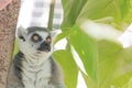 Madagascar lemur, bright orange eyes, intense alert stare, green foliage jungle behind seated animal