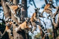 Madagascar lemur family leaping in forest trees Royalty Free Stock Photo