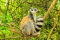 Madagascar Lemur in the forest Royalty Free Stock Photo