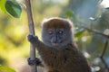 Madagascar lemur on its branch Royalty Free Stock Photo