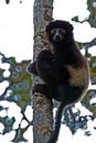 Madagascar Lemur Milne-Edwards Sifaka Species in Ramanofana National Park Protected Rainforest Royalty Free Stock Photo