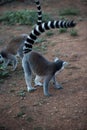 Madagascar lemur Royalty Free Stock Photo