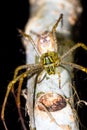 Madagascar Lynx Spider