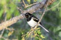 Madagascar magpie robin, ifaty Royalty Free Stock Photo