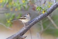 Madagascar magpie robin, ifaty Royalty Free Stock Photo