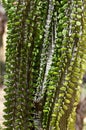 Madagascar ocotillo Royalty Free Stock Photo