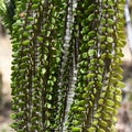 Madagascar ocotillo Royalty Free Stock Photo