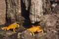 Madagascar orange frog Royalty Free Stock Photo