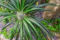 Madagascar Palm, Club Foot, Pachypodium Lamerei Royalty Free Stock Photo