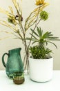 Madagascar palm, decorative flowers and pretty green jug