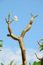 Madagascar Palm with Flower Pachypodium lamerei Royalty Free Stock Photo