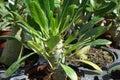 Madagascar Palm growing in pot