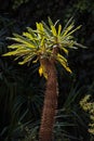 Madagascar Palm Pachypodium lamerei 9401 Royalty Free Stock Photo