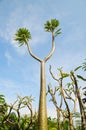 Madagascar Palm Pachypodium lamerei Royalty Free Stock Photo