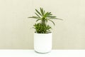 Madagascar palm in rounded white pot on light blue table