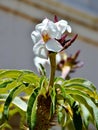 Madagascar palm tree flower