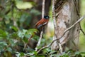Madagascar Paradise-flycatcher, Terpsiphone mutata