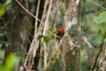 Madagascar Paradise-flycatcher, Terpsiphone mutata