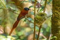 Madagascar Paradise-flycatcher - Terpsiphone mutata