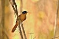 Madagascar Paradise-flycatcher, Terpsiphone mutata, has beautiful blue color around the eyes, reserve Tsingy Ankarana, Madagascar