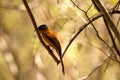 Madagascar Paradise-flycatcher, Terpsiphone mutata, has beautiful blue color around the eyes, reserve Tsingy Ankarana, Madagascar