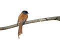 MADAGASCAR PARADISE FLYCATCHER, Terpsiphone mutata