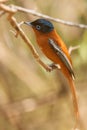 Madagascar Paradise-flycatcher - Terpsiphone mutata