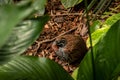 Madagascar partridge bird (Margaroperdix madagarensis) among the leaves the jungle. Royalty Free Stock Photo