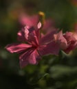 A Madagascar Periwinkle bloom Royalty Free Stock Photo