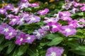 Madagascar Periwinkle