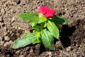 Madagascar periwinkle or Catharanthus roseus bright red flower in garden Royalty Free Stock Photo