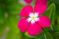 Madagascar periwinkle - Catharanthus roseus