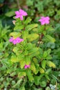 Madagascar periwinkle or Catharanthus roseus plant growing in local garden with multiple bright pink flowers surrounded with light