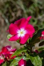 Catharanthus roseus, Vinca flower,Madagascar periwinkle, Madagascar periwinkle Royalty Free Stock Photo