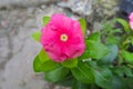 Madagascar Periwinkle flower pink color blur background Royalty Free Stock Photo