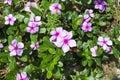 Madagascar periwinkle flowers