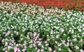 Madagascar periwinkle flowers field Royalty Free Stock Photo