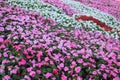 Madagascar periwinkle flowers