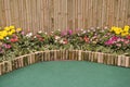Madagascar periwinkle garden with bamboo tube border and background Royalty Free Stock Photo