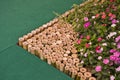 Madagascar periwinkle garden with bamboo tube border top view